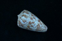 藏品(唐草芋螺)的圖片